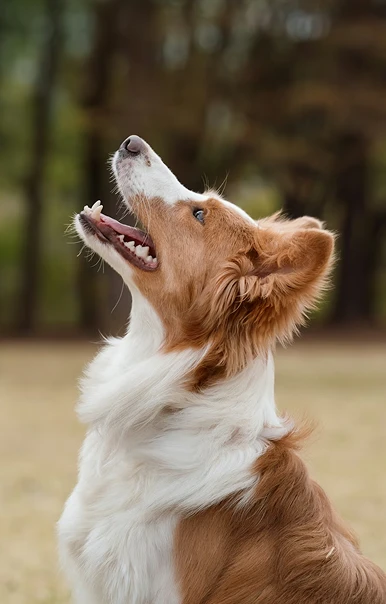 Pet Adoption